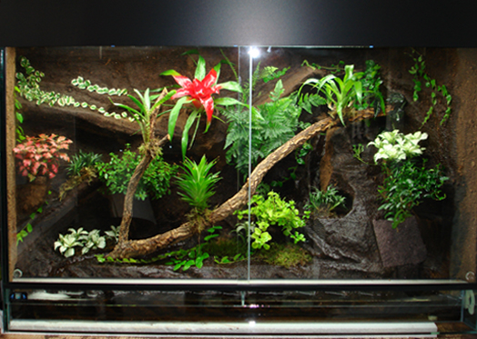 Waldterrarium ++ Ratgeber  Info  Aktuell